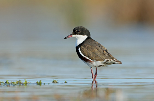 Free HTML5 template by FREEHTML5.co